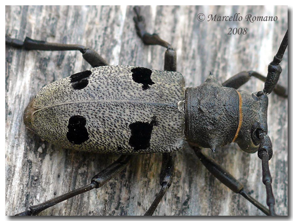Insetti dalla Croazia: 5. Morimus asper funereus (Cerambycidae)